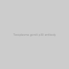 Image of Toxoplasma gondii p30 antibody